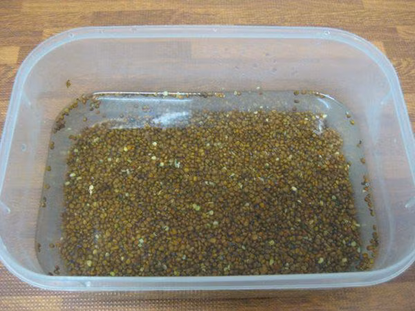 Lấy giấy ăn trồng rau mầm, 7 ngày sau rau mọc um tùm, xanh mướt-3