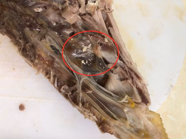 Lôi nửa con gà luộc trong tủ ra định nấu ăn, mẹ trẻ giật mình sợ hãi khi nhìn thấy ổ trứng tí hon nổi li ti như dòi - Ảnh 1.