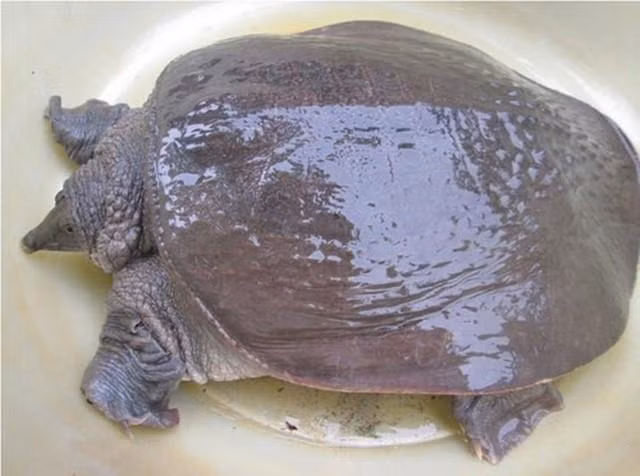 nhung thuc pham ngon day nhung cuc doc de doa tinh mang ban can biet - 1