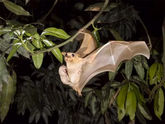 Dơi được cho là nguyên nhân lây truyền virus Ebola.
