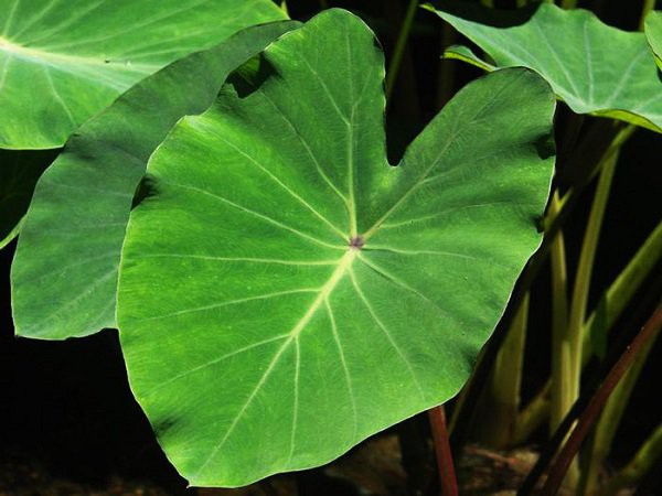 Một thứ cực tốt ở cây khoai môn nhưng mọi người thường vứt đi