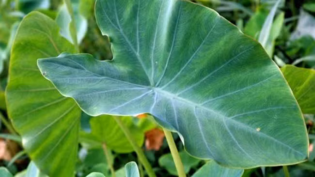 Cây khoai môn có một thứ cực tốt cho sức khỏe nhưng mọi người thường vứt đi - Ảnh 1.