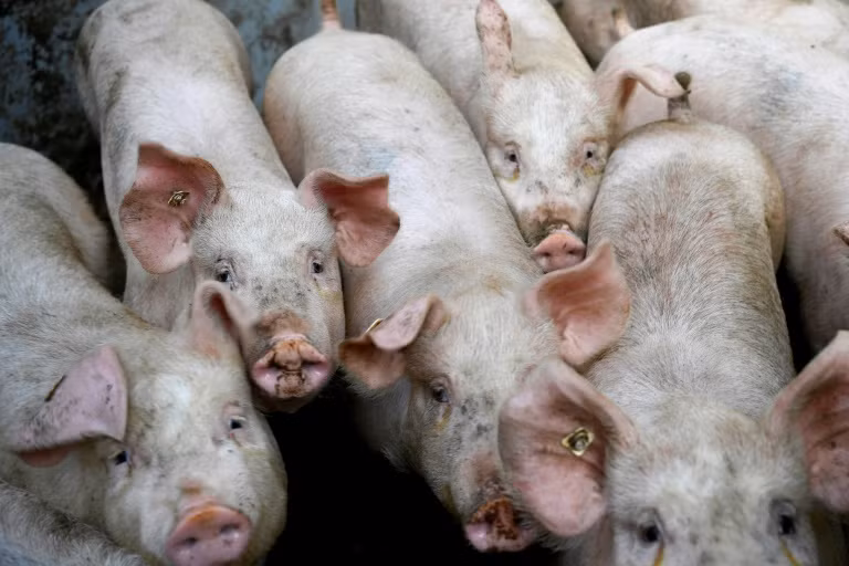 Dịch tả lợn châu Phi xuất hiện ở Triều Tiên