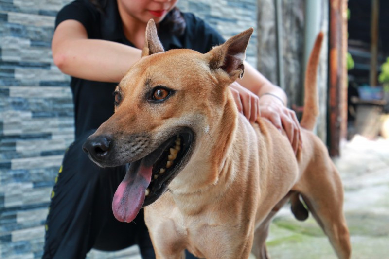 Cận cảnh trang trại chó Phú Quốc tiền tỷ của cô gái 8X ca n ca nh trang tra i cho phu quo c tie n ty cu a co ga i 8x