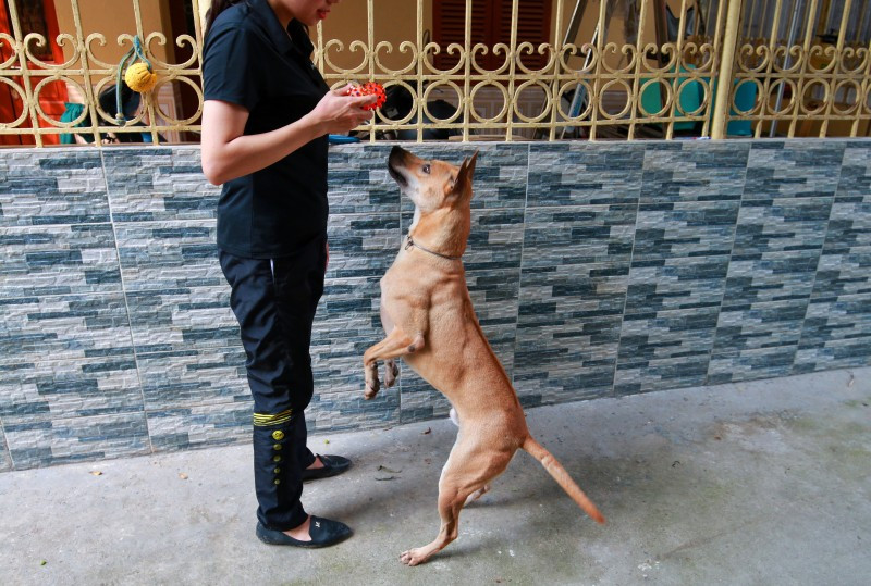 Cận cảnh trang trại chó Phú Quốc tiền tỷ của cô gái 8X ca n ca nh trang tra i cho phu quo c tie n ty cu a co ga i 8x