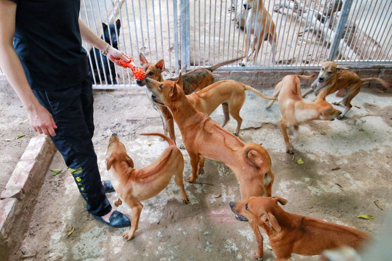 Cận cảnh trang trại chó Phú Quốc tiền tỷ của cô gái 8X ca n ca nh trang tra i cho phu quo c tie n ty cu a co ga i 8x