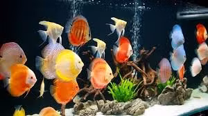  8 loại cá phong thủy có ý nghĩa rước lộc vào nhà gia chủ nên nuôi ảnh 6