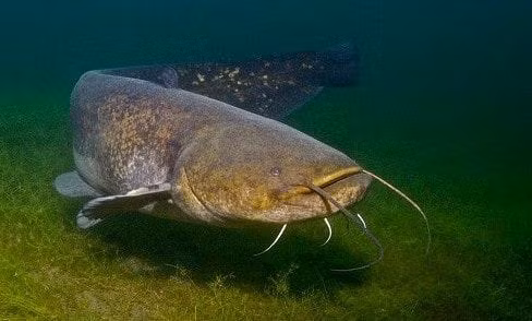  8 loại cá phong thủy có ý nghĩa rước lộc vào nhà gia chủ nên nuôi ảnh 7