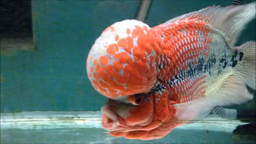  8 loại cá phong thủy có ý nghĩa rước lộc vào nhà gia chủ nên nuôi ảnh 8