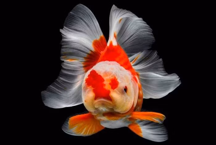  8 loại cá phong thủy có ý nghĩa rước lộc vào nhà gia chủ nên nuôi ảnh 3