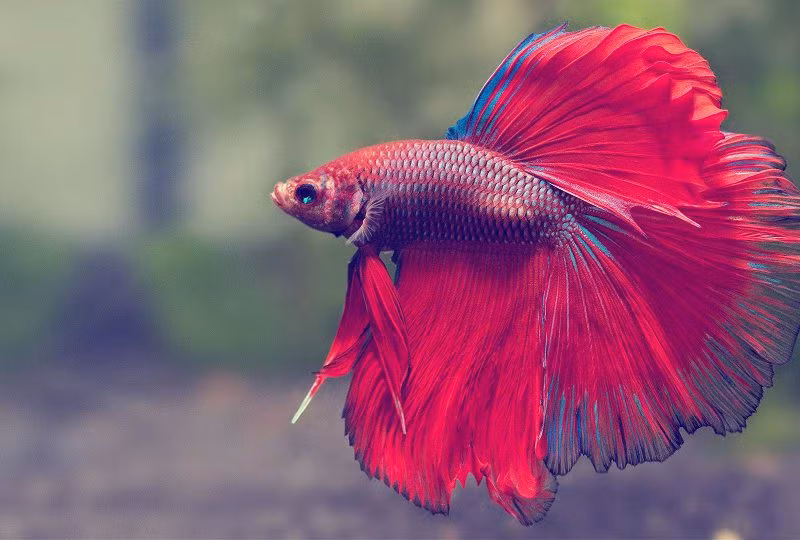  8 loại cá phong thủy có ý nghĩa rước lộc vào nhà gia chủ nên nuôi ảnh 5