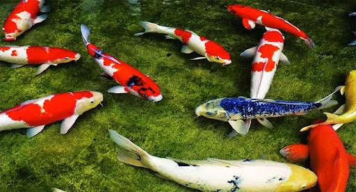  8 loại cá phong thủy có ý nghĩa rước lộc vào nhà gia chủ nên nuôi ảnh 2