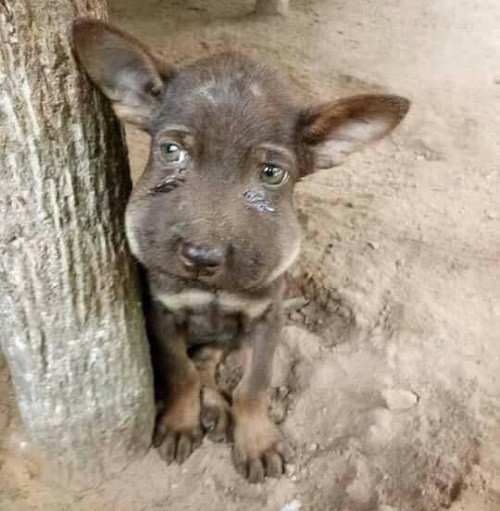 Một lần lỡ dại chọc nhầm tổ ong. Một lần lỡ dại chọc nhầm tổ ong.