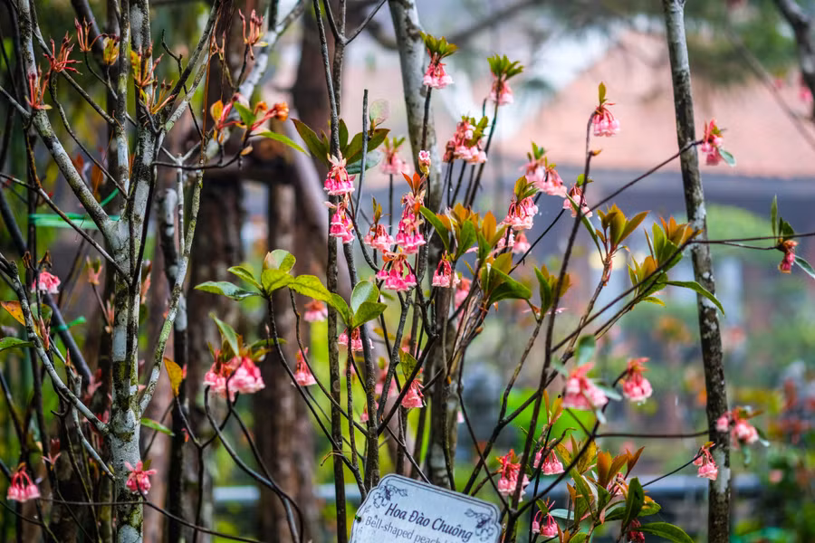 Đào chuông còn được trồng nhiều dưới chân đền Lĩnh Chúa Linh Từ,