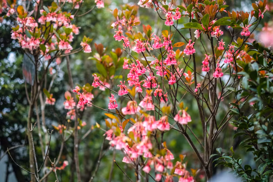 Ngắm “đặc sản” hoa đào chuông trên đỉnh Bà Nà