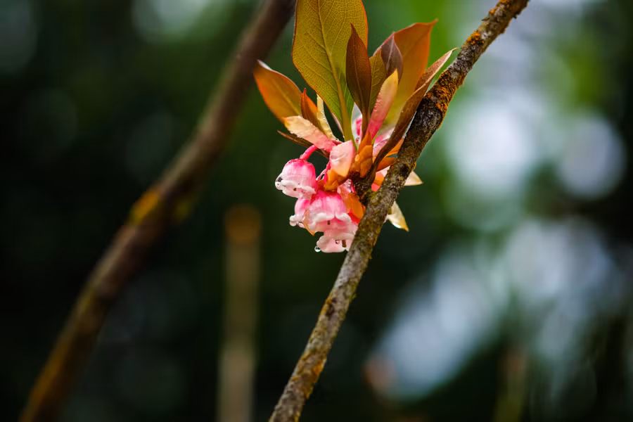 Sắc thắm của Đào chuông trong những ngày Xuân. Ở bất cứ thời khắc nào trong ngày, đào chuông cũng toát lên vẻ đẹp diệu kỳ, cuốn hút.