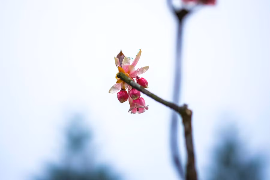 Những cánh đào chuông e ấp, hư ảo trong giọt sương.