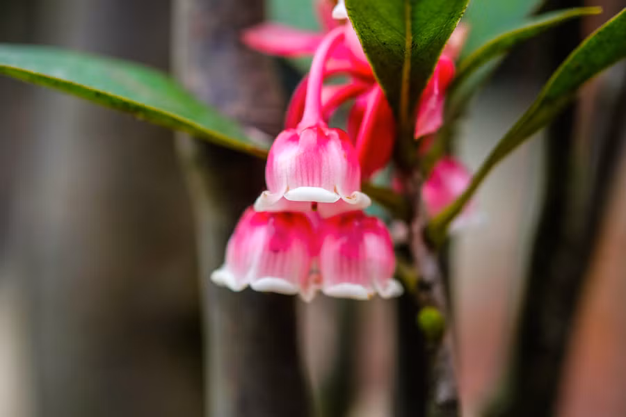 Hoa đào chuông thuộc họ đỗ quyên, là loại cây có lá nhỏ, được phân bố ở độ cao từ 1.400m trở lên.