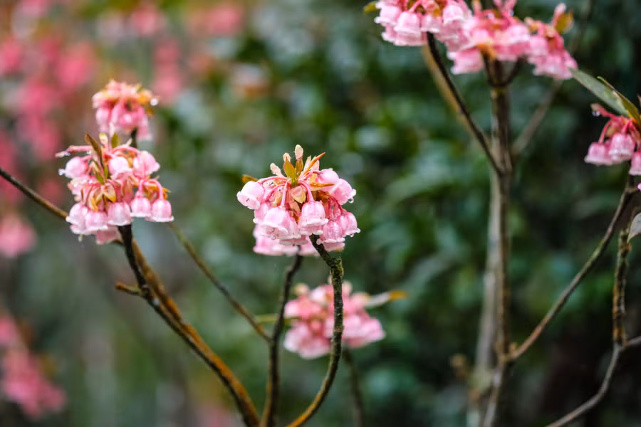 Khoe sắc bên Trú Vũ Trà Quán.