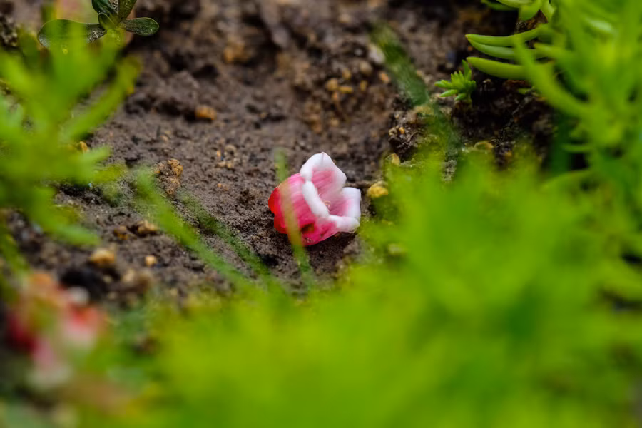 Hoa đào chuông sau khi rụng xuống đất.