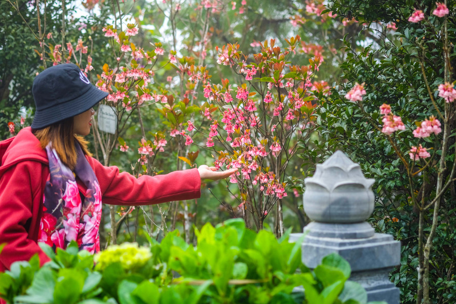 Du khách có thể chiêm ngưỡng loài hoa thuần khiết này ở khu tâm linh, tại Trú Vũ Trà Quán; Đền Lĩnh Chúa Linh Từ. Du khách có thể chiêm ngưỡng loài hoa thuần khiết này ở khu tâm linh, tại Trú Vũ Trà Quán; Đền Lĩnh Chúa Linh Từ.