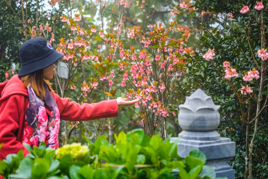 Du khách có thể chiêm ngưỡng loài hoa thuần khiết này ở khu tâm linh, tại Trú Vũ Trà Quán; Đền Lĩnh Chúa Linh Từ.