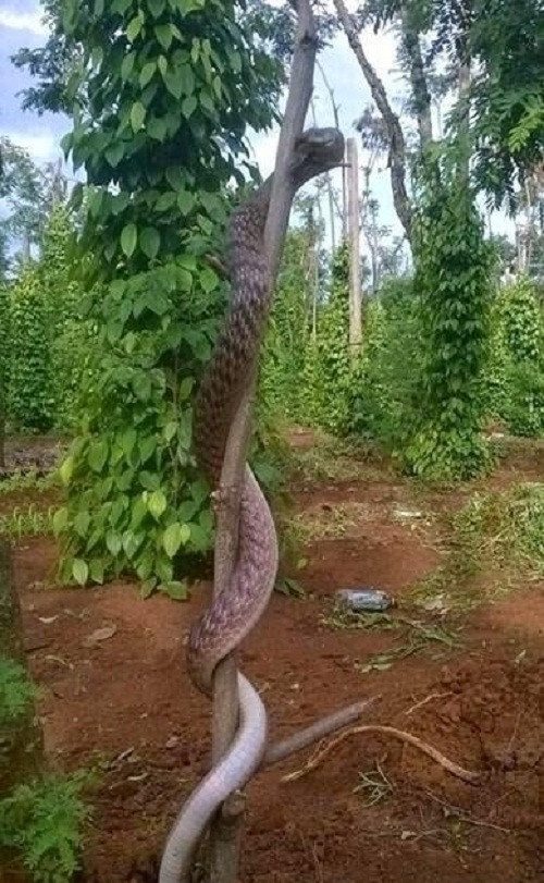 Người yêu không có nhưng lợn phải có một con ảnh 2 Múa cột phiên bản cực độc.