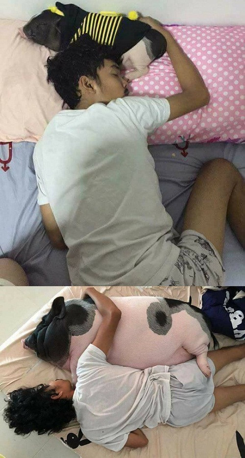 Người yêu không có nhưng lợn phải có một con ảnh 1 Người yêu không có nhưng lợn phải có một con.