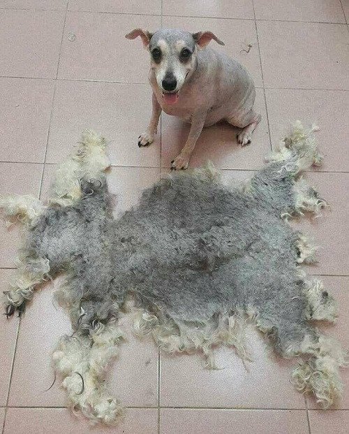 Người yêu không có nhưng lợn phải có một con ảnh 8 Khi chó trút bỏ xiêm y.