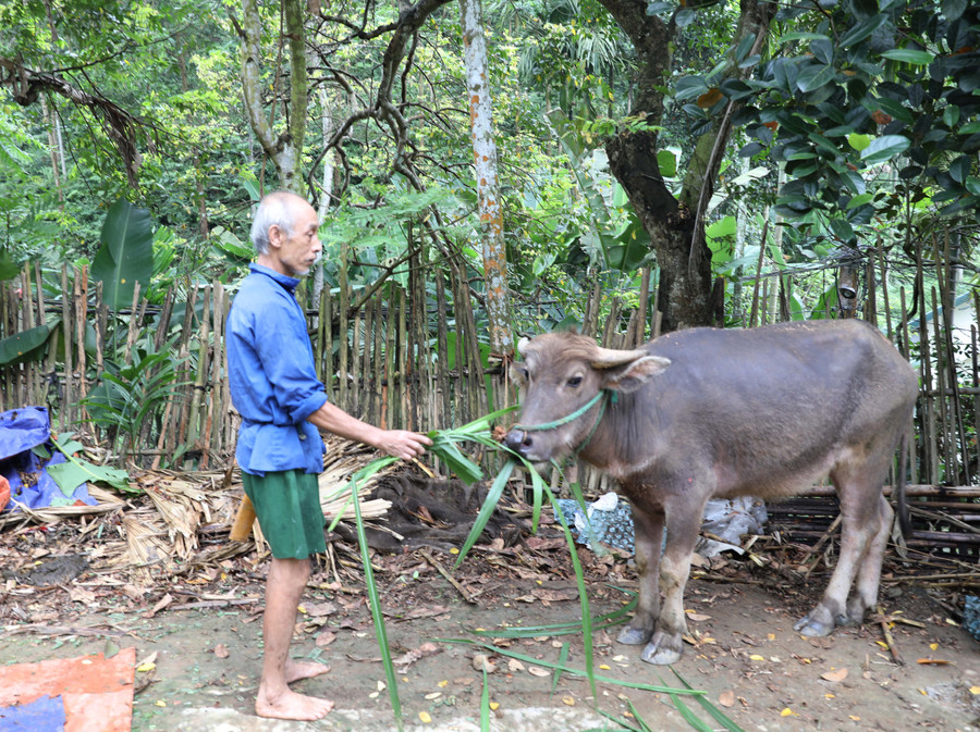 Con trâu được hỗ trợ cho gia đình ông Đàm Xuân Lênh được chăm sóc kĩ lưỡng dưới sự hỗ trợ của cán bộ chuyên môn để việc chăn nuôi hiệu quả.