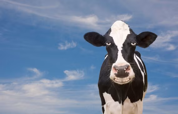 Nếu bạn chưa tin vào mắt mình, thì đây là... một con bò sữa chính hiệu!