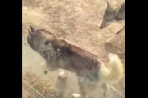 Một con chó Husky bị sống chung với bầy sói tại vườn thú
