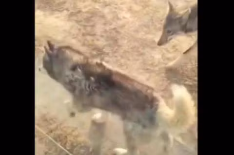 Chú chó Husky sống chung với chó sói để mua vui 