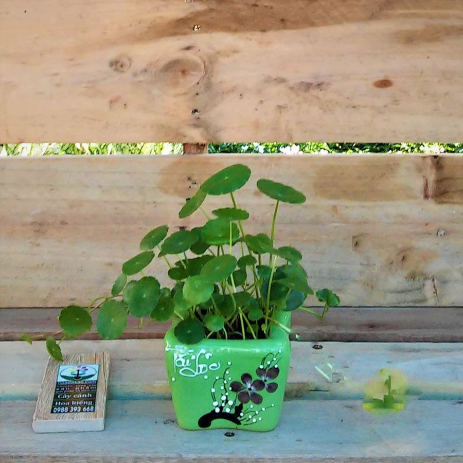 Độc đáo những loài cây trồng trong nhà, đẹp và dễ chăm sóc ảnh 7 Cây đồng xu phát triển khỏe mạnh khi mỗi tuần chỉ cần tưới nước một lần.