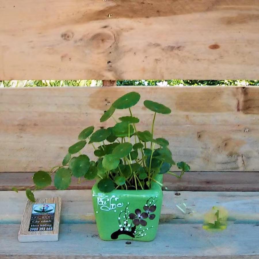 Cây đồng xu phát triển khỏe mạnh khi mỗi tuần chỉ cần tưới nước một lần. 