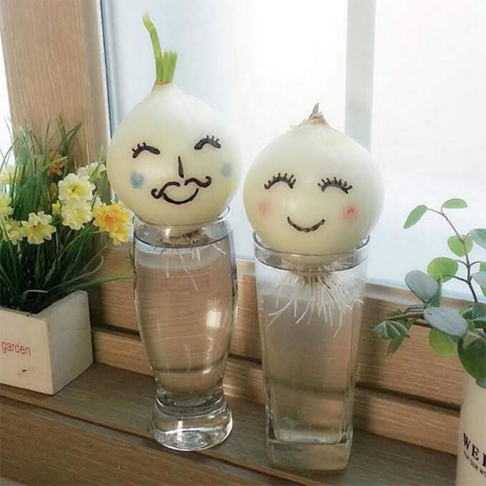 Độc đáo những loài cây trồng trong nhà, đẹp và dễ chăm sóc ảnh 5 Xuất phát từ bộ phim “She was pretty“, trào lưu trồng hành tây đã trở nên phổ biến. Trong bộ phim, nam diễn viên chính đã trồng hành tây vào cốc thủy tinh để hành tây “mọc tóc, mọc râu” cho người yêu