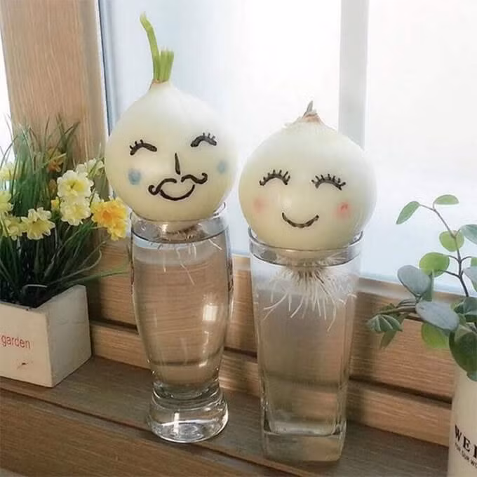 Xuất phát từ bộ phim “She was pretty“, trào lưu trồng hành tây đã trở nên phổ biến. Trong bộ phim, nam diễn viên chính đã trồng hành tây vào cốc thủy tinh để hành tây “mọc tóc, mọc râu” cho người yêu 