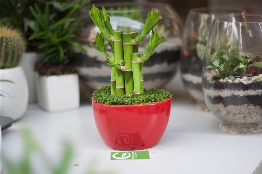 Độc đáo những loài cây trồng trong nhà, đẹp và dễ chăm sóc ảnh 6 Cây phát tài còn có tên gọi là cây phất dụ hay được trưng bày trong nhà ở, nơi làm việc. Đây là loài cây có sức sống mãnh liệt dù trong điều kiện hoàn cảnh khắc nghiệt nhưng thân cây vẫn phát triển hiên ngang.