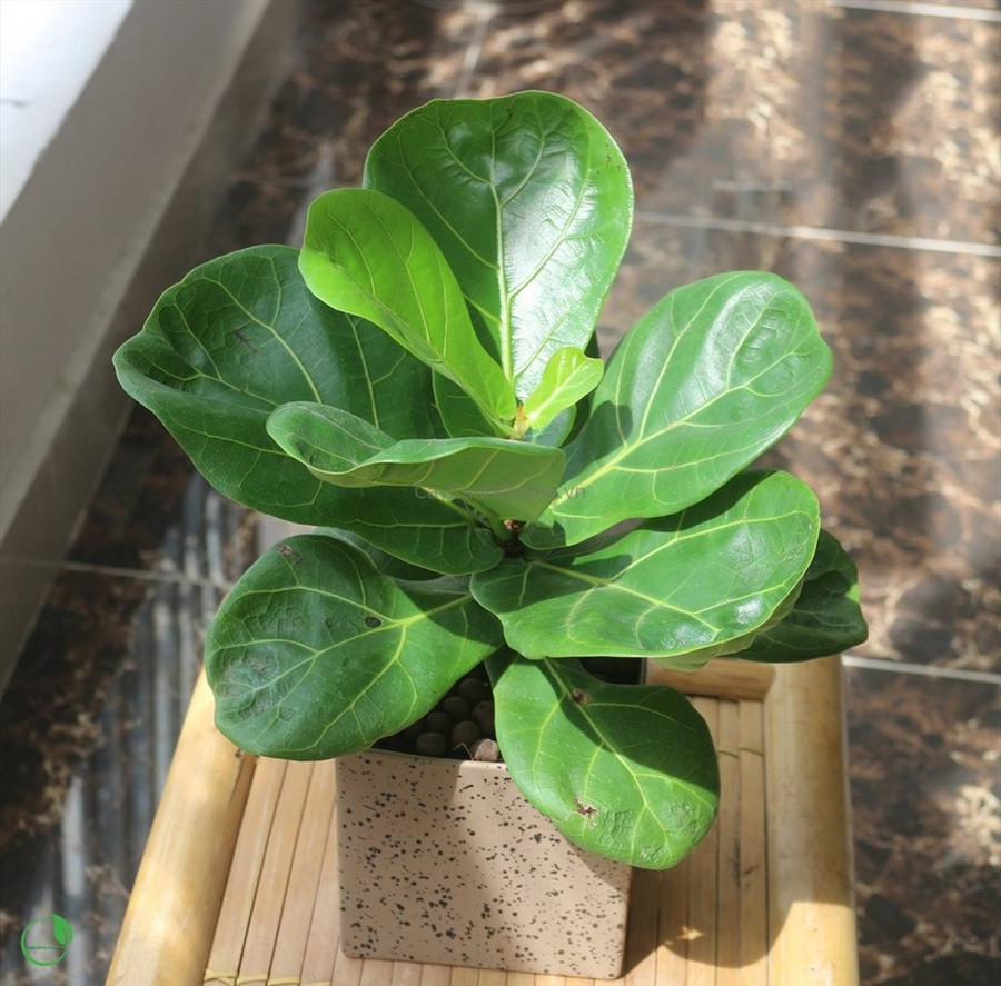 Độc đáo những loài cây trồng trong nhà, đẹp và dễ chăm sóc ảnh 3 Cây Bàng Singapore phù hợp làm cây văn phòng, trang trí nội thất, cây trong nhà. Vị trí thích hợp để cây ở sảnh khách sạn, quầy thu ngân, hành lang, ban công, phòng sếp, phòng họp và làm quà tặng khai trương.