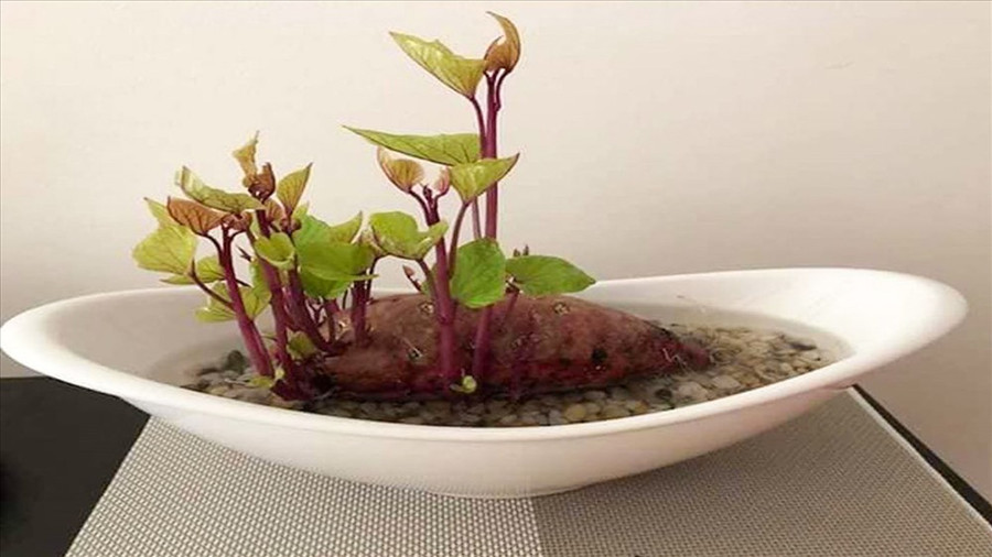 Độc đáo những loài cây trồng trong nhà, đẹp và dễ chăm sóc ảnh 1 Khoai lang là loại cây được nhiều người làm văn phòng lựa chọn trồng làm cảnh. Nổi lên như một trào lưu vào mùa hè năm 2018, khoai lang ngày càng được ưa chuộng vì chi phí thấp, dễ chăm sóc.