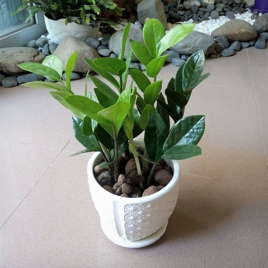 Độc đáo những loài cây trồng trong nhà, đẹp và dễ chăm sóc ảnh 2 Cây kim tiền hay phát tài cũng là loại cây được nhiều người ưa chuộng. Theo phong thủy, kim tiền mang đến tài lộc, may mắn, phú quý, lịch lãm, giàu sang, tiền bạc cho gia chủ.