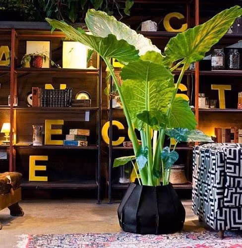 Khoai nước cũng là một loại cây được ưa chuộng trồng trong nhà vì dễ trồng, chăm sóc.