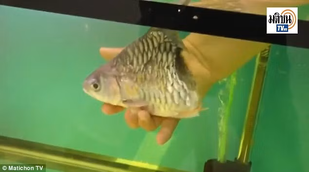 Cá sống sót 6 tháng dù chỉ còn một nửa thân ảnh 1