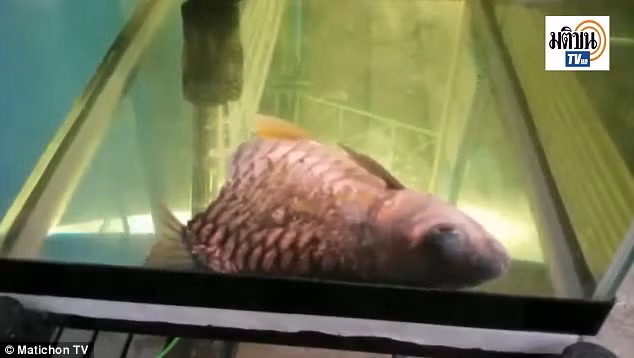 Cá sống sót 6 tháng dù chỉ còn một nửa thân ảnh 2