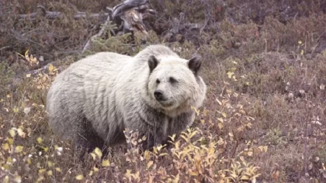 nhung dong vat lai co ve ngoai ky quac 