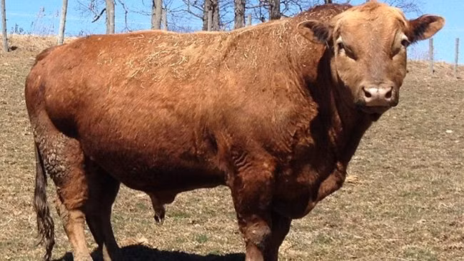 nhung dong vat lai co ve ngoai ky quac 