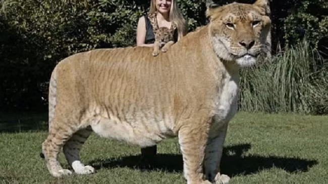 nhung dong vat lai co ve ngoai ky quac 