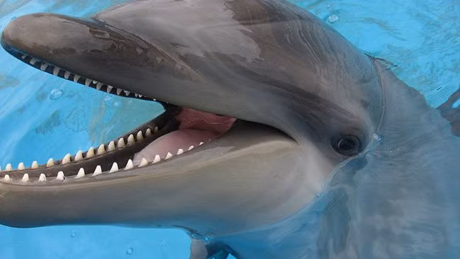 nhung dong vat lai co ve ngoai ky quac 