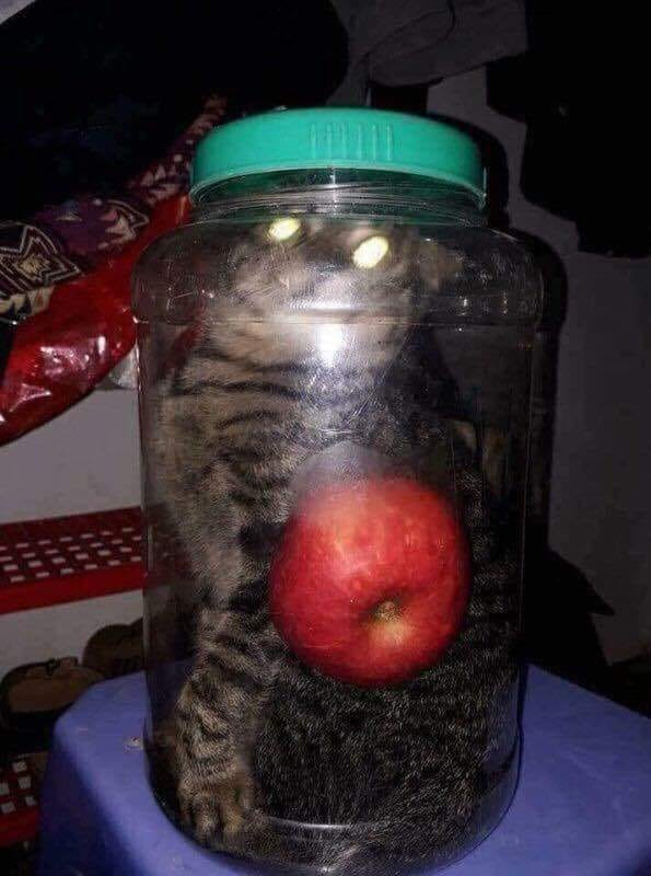 Táo mèo nguyên chất.