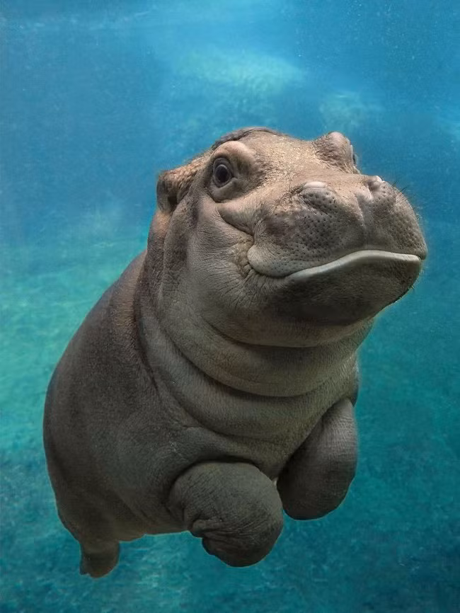 14 khoảnh khắc dễ thương khó cưỡng của loài hà mã cục mịch ảnh 2